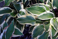 Hosta Patriot'