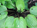 Hosta Purple Heart'