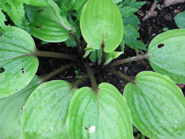 Hosta Purple Heart'