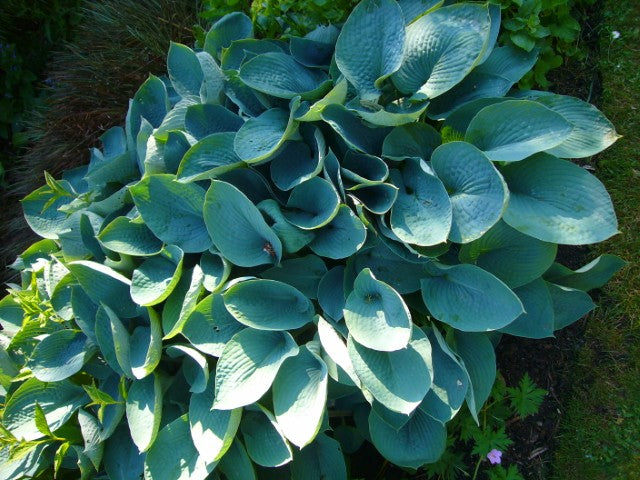 Hosta Royal Standard'