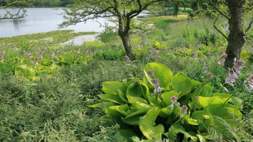 Hosta Sum and Substance'