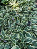 Hosta Wide Brim'
