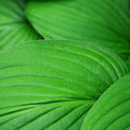 Hosta fortunei 'Albopicta'
