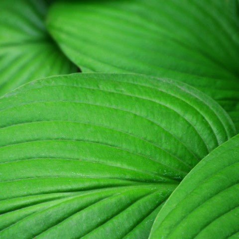Hosta fortunei 'Albopicta'