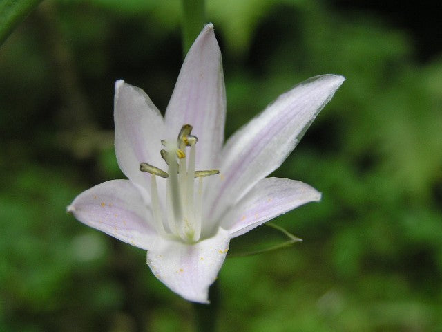Hosta fortunei 'Aureomarginata'