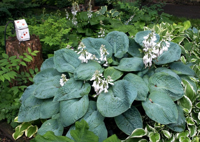 Hosta sieboldiana 'Elegans'