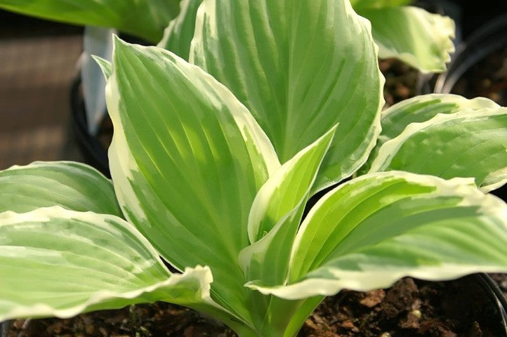 Hosta undulata 'Albomarginata'