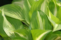 Hosta undulata 'Mediovariegata'
