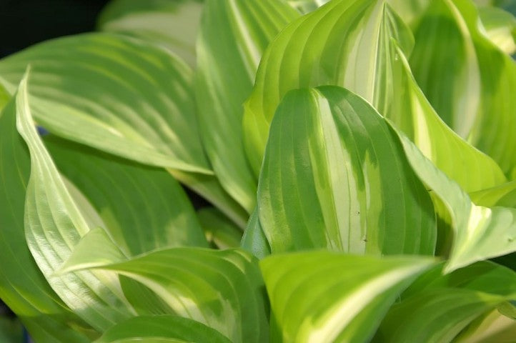 Hosta undulata 'Mediovariegata'