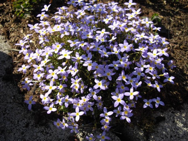Houstonia caerulea 'Millard's Variety'