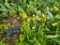 Hypericum calycinum