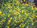 Hypericum olympicum