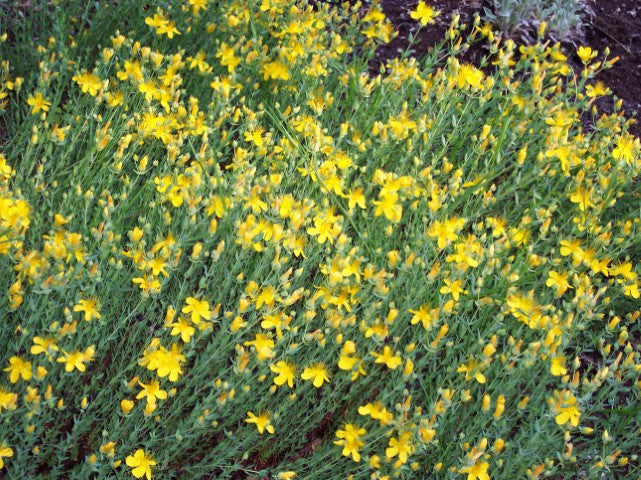 Hypericum olympicum
