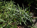 Iberis sempervirens 'Schneeflocke'