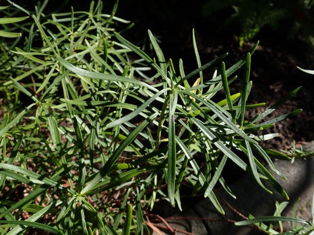 Iberis sempervirens 'Schneeflocke'