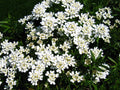Iberis sempervirens 'Weisser Zwerg'