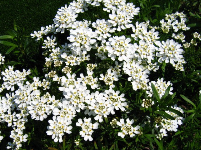 Iberis sempervirens 'Weisser Zwerg'
