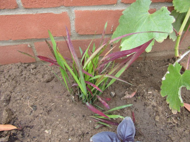 Imperata cylindrica 'Red Baron'