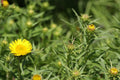 Inula ensifolia