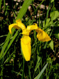 Iris pseudacorus