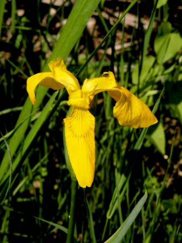 Iris pseudacorus
