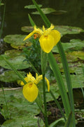 Iris pseudocorus