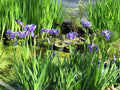 Iris setosa