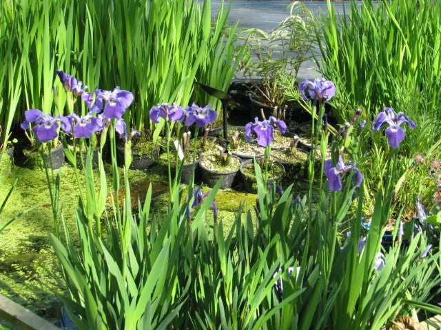 Iris setosa