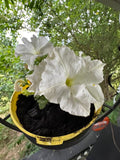 Iris sibirica 'Snow Queen'