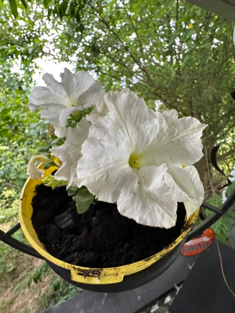 Iris sibirica 'Snow Queen'