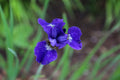 Iris versicolor