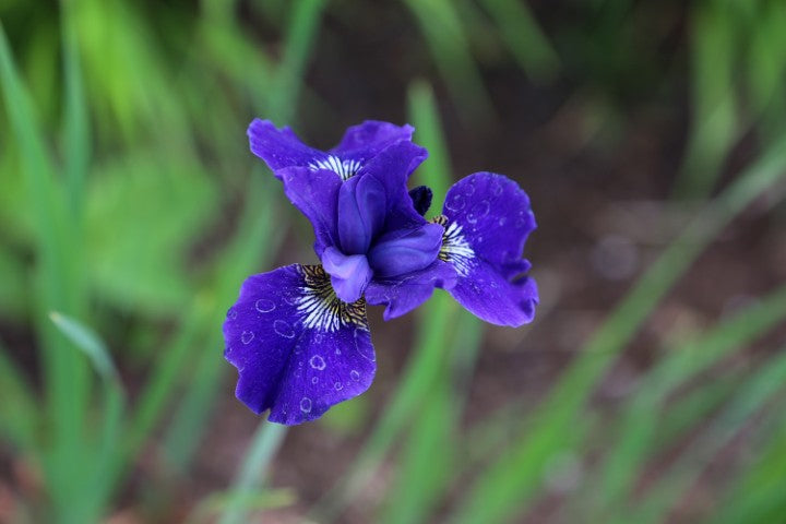 Iris versicolor