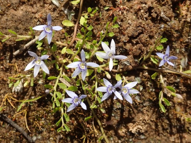 Isotoma fluviatilis