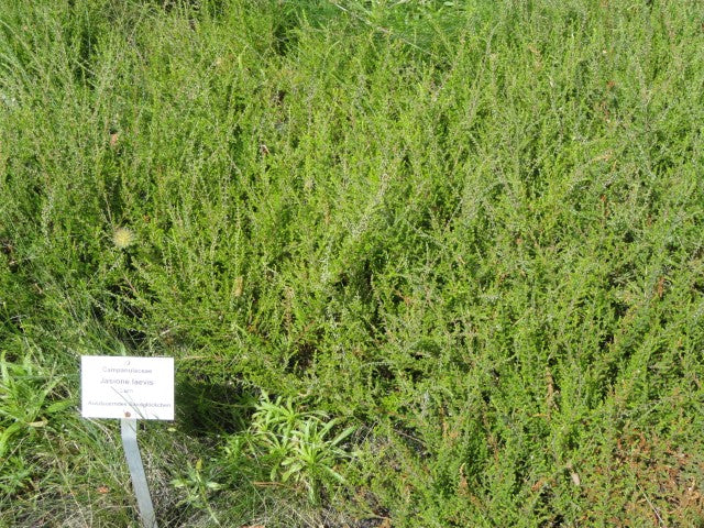 Jasione laevis