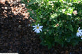 Kalimeris incisa 'Blue Star