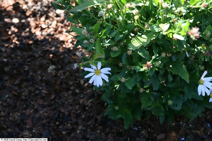 Kalimeris incisa 'Blue Star