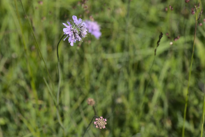 Knautia arvensis