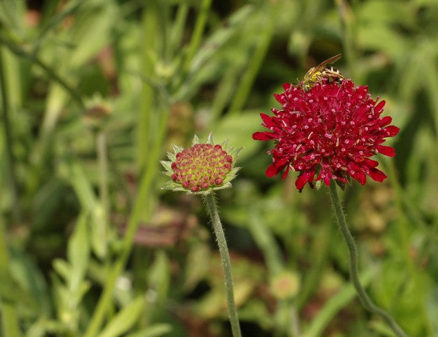 Knautia macedonica,