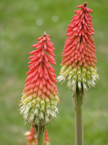 Kniphofia uvaria