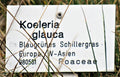 Koeleria glauca