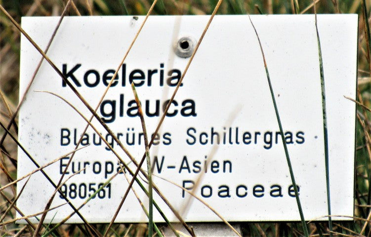 Koeleria glauca
