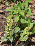 Lamiastrum galeobdolon 'Florentinum'