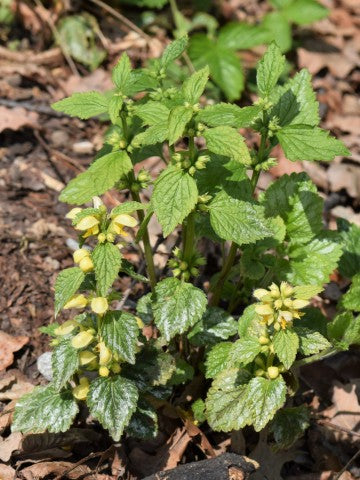 Lamiastrum galeobdolon 'Florentinum'