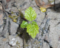 Lamiastrum galeobdolon