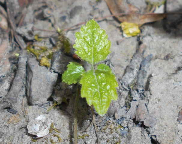 Lamiastrum galeobdolon