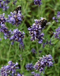 Lavandula angustifolia 'Hidcote'