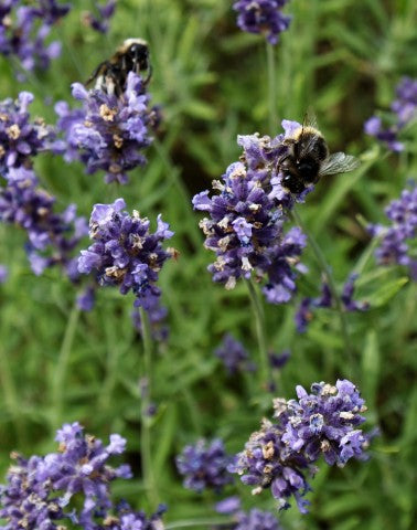 Lavandula angustifolia 'Hidcote'