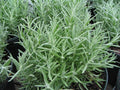 Lavandula angustifolia 'Munstead'
