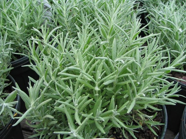 Lavandula angustifolia 'Munstead'