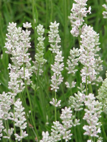 Lavandula angustifolia 'Rosea